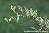 Cornus florida 'Sterling Silver' leaves