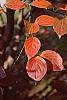Cornus kousa fall color