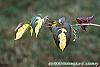 Cornus kousa 'Goldstar' fall color