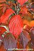 Cornus kousa 'Milky Way' fall color