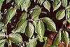 Cornus mas leaves