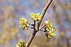 Cornus mas flowers