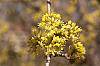Cornus mas flowers