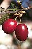 Cornus mas fruit