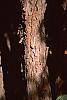 Cornus mas bark