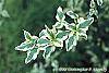 Cornus mas 'Variegata' leaves