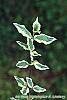 Cornus mas 'Variegata' leaves