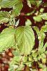 Cornus macrophylla leaves