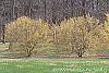 Cornus officinalis habit