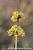 Cornus officinalis flowers