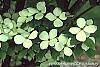 Cornus x rutgersensis 'Rutgers Constellation' flowers