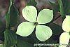 Cornus x rutgersensis 'Rutgers Constellation' flowers