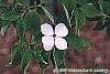 Cornus x rutgersensis 'Rutdan' flowers