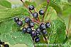 Cornus sanguinea fruit