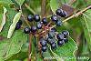 Cornus sanguinea fruit