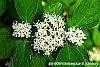 Cornus sericea 'Baileyi' flowers