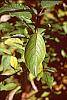 Cornus stolonifera leaves