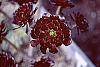 Aeonium arboreum var. atropurpureum 'Schwarzkopf' flowers