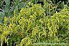 Chiastophyllum oppositifolium flowers