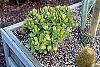 Crassula ovata habit