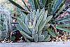 Kalanchoe tomentosa habit