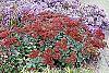 Sedum 'Matrona' habit