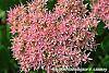 Sedum spectabile flowers
