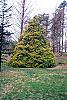 Chamaecyparis pisifera 'Filifera Aureavariegata' habit