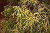 Chamaecyparis pisifera 'Filifera Aureavariegata' leaves