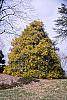 Chamaecyparis pisifera 'Gold Mop' habit