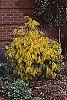 Chamaecyparis pisifera 'Gold Mop' habit