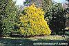 Chamaecyparis pisifera 'Gold Mop' habit