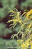 Chamaecyparis pisifera 'Gold Mop' leaves