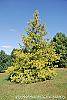 Chamaecyparis pisifera 'Gold Spangles' habit