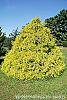 Chamaecyparis pisifera 'Lemon Thread' habit
