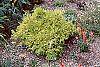 Chamaecyparis pisifera 'Mops' habit