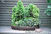 Chamaecyparis thyoides culture