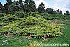 Juniperus chinensis 'Old Gold' habit