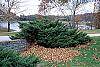 Juniperus x pftizeriana habit