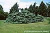 Juniperus chinensis 'Pfitzeriana Glauca' habit