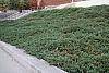 Juniperus chinensis var. sargentii habit