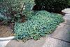 Juniperus conferta 'Blue Pacific' habit