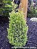 Juniperus communis 'Gold Cone' habit