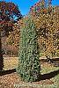 Juniperus rigida habit