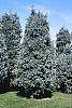 Juniperus scopulorum 'Moonglow' habit