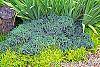Juniperus squamata 'Blue Star'