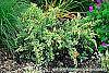 Juniperus squamata 'Dream Joy' habit