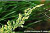 Juniperus squamata 'Dream Joy' leaves