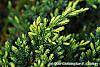 Juniperus squamata 'Dream Joy' leaves