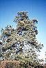 Juniperus virginiana 'Glauca' habit